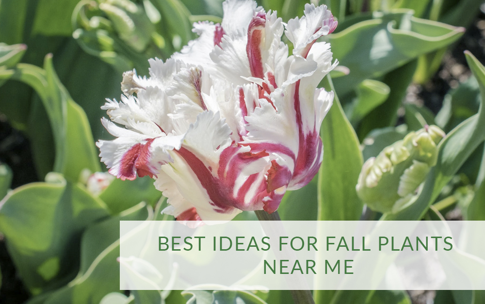Best ideas for Fall plants near me - Rainscape