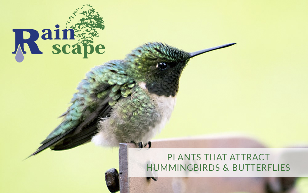 Plants that attract hummingbirds & Butterflies | Landscape Designers Visalia