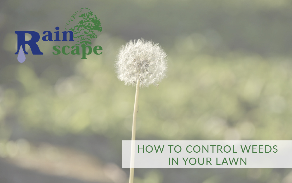 How to Control Weeds in Your Lawn