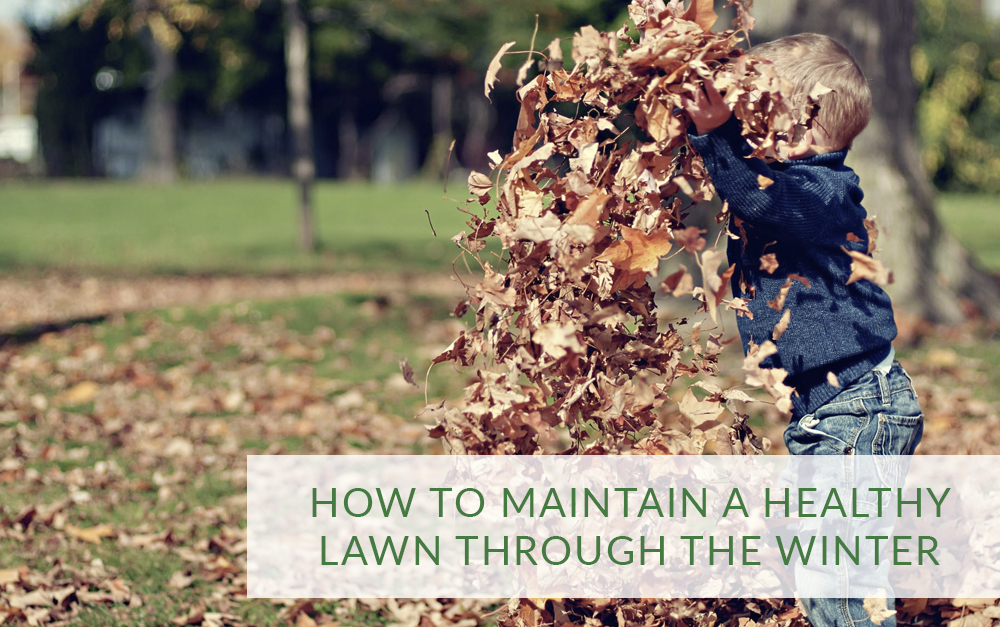 How to maintain a healthy lawn through the winter