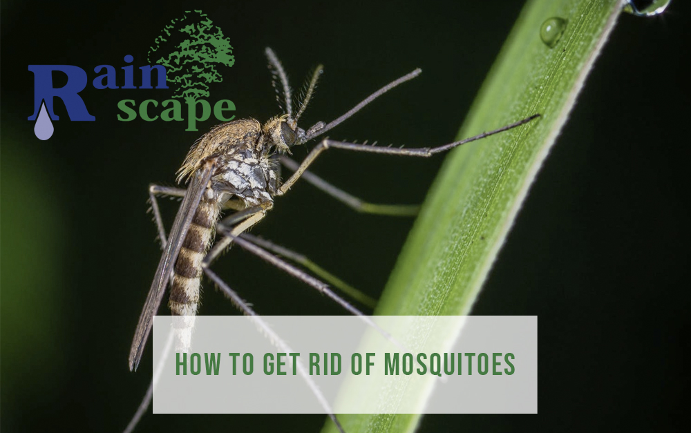 How to Get Rid of Mosquitoes