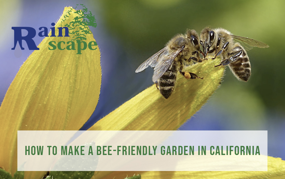 How to make a bee-friendly garden in California