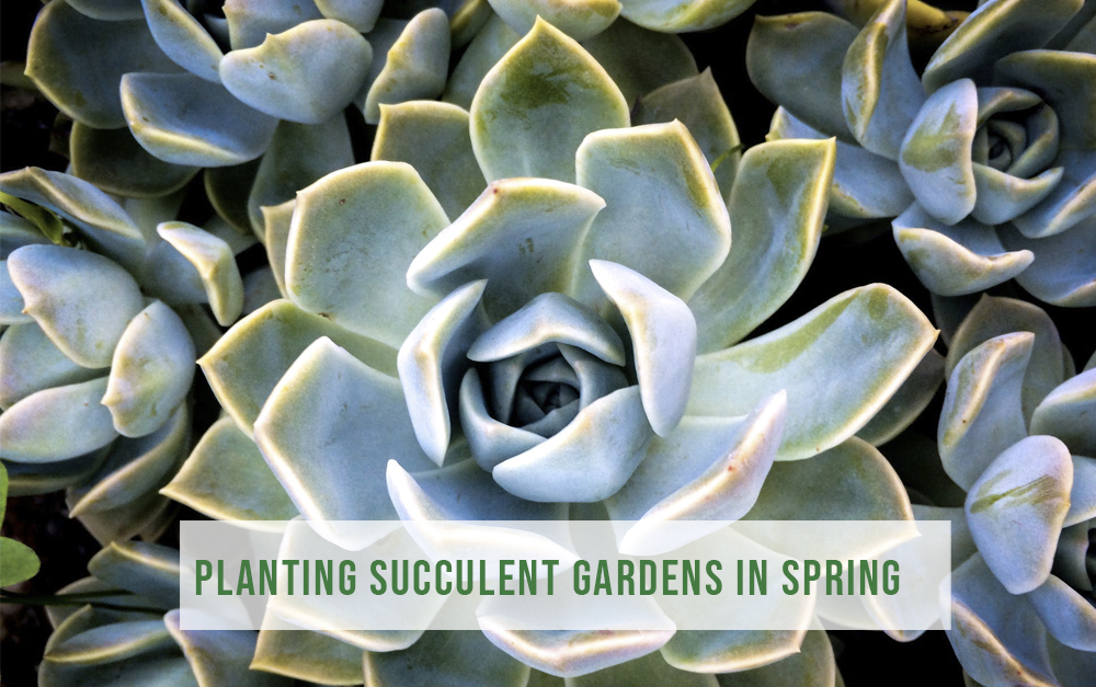 Planting Succulent Gardens in Spring