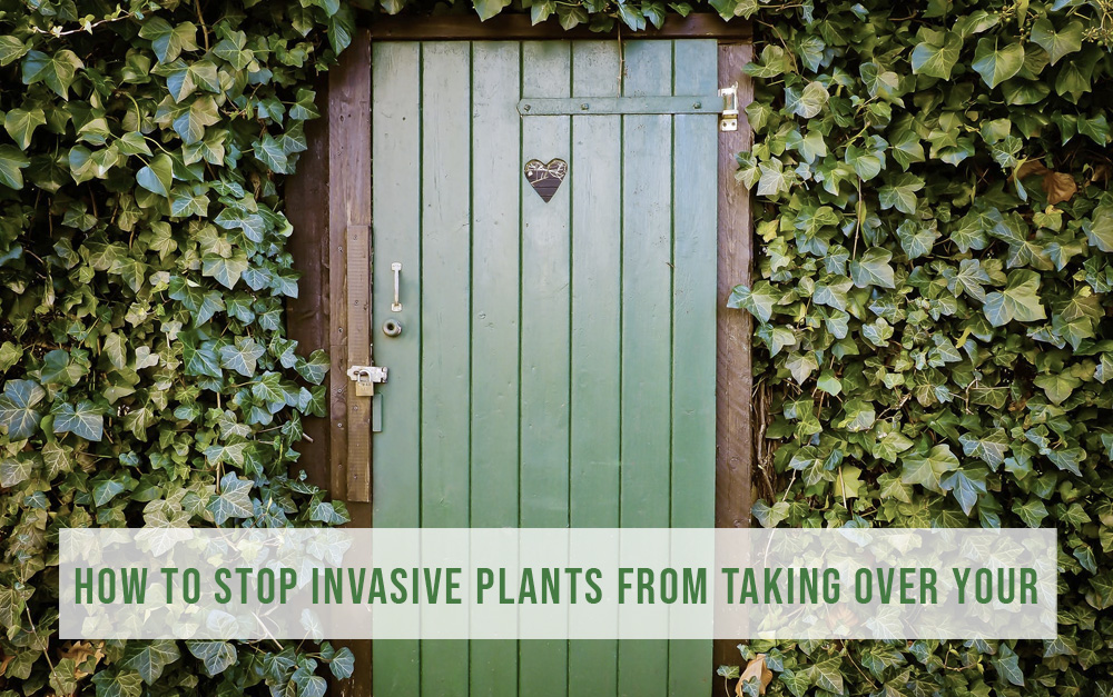 How to Stop Invasive Plants From Taking Over Your Property