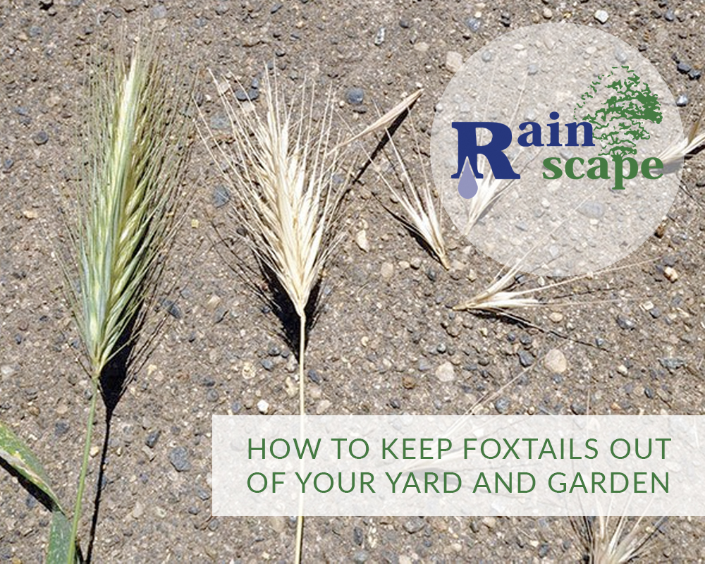 How to keep foxtails out of your yard and garden