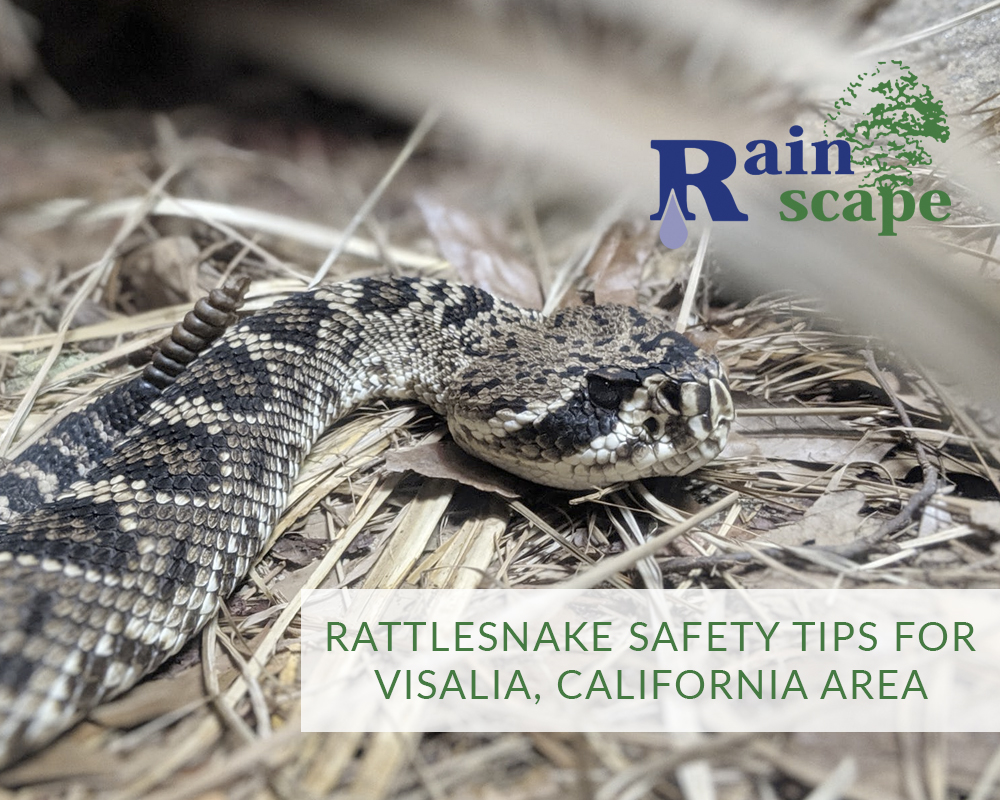 Rattlesnake Safety Tips | What to do if you see a rattlesnake | Rainscape