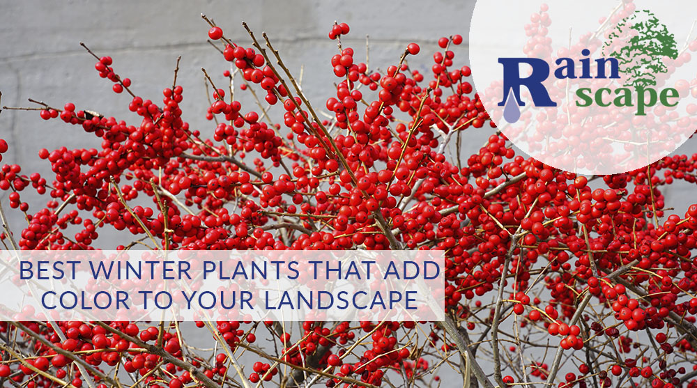 Best winter plants that add color to your landscape