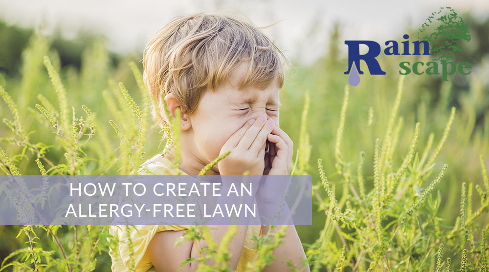 How to create an allergy-free lawn