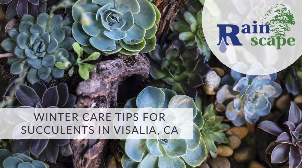 Winter care tips for succulents in Visalia California