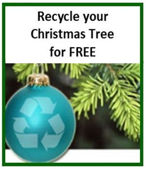 Recycle Christmas Trees for Free