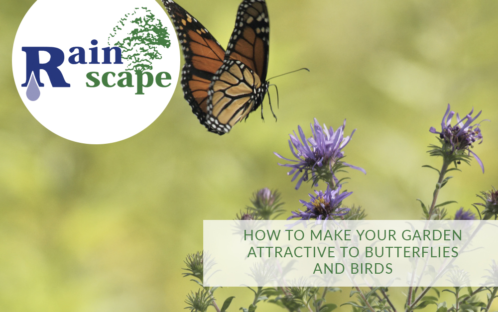 How to make your garden attractive to butterflies and birds