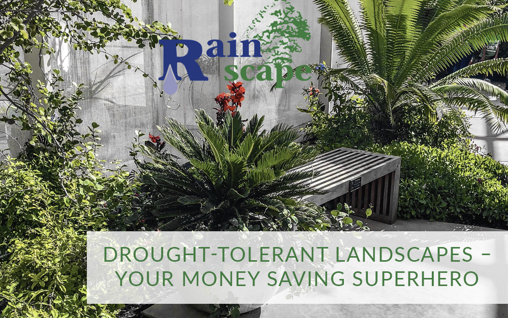 Drought-Tolerant Landscapes – Your Money Saving Superhero