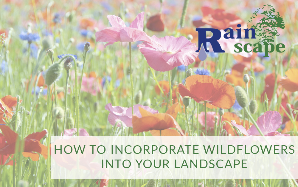 How to Incorporate Wildflowers into Your Landscape
