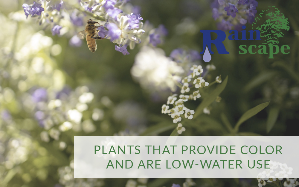 Plants that Provide Color and are Low-Water Use