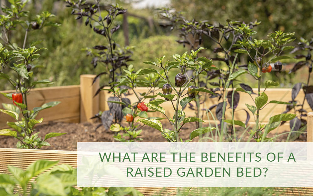 What are the benefits of a raised garden bed?