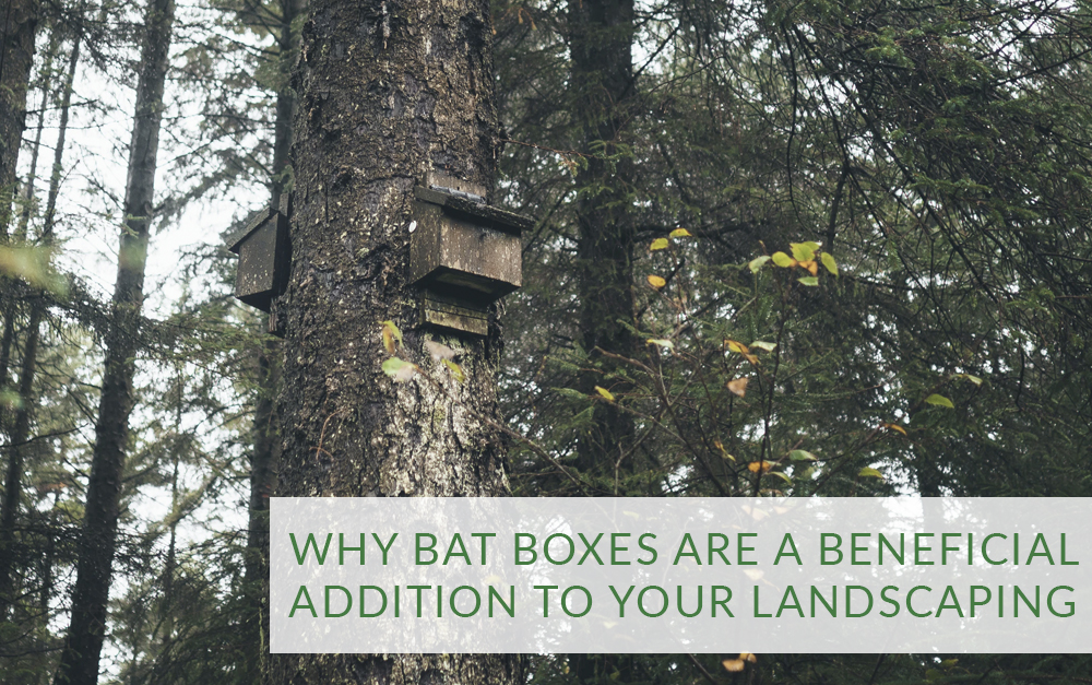 Why Bat Boxes are a Beneficial Addition to Your Landscaping