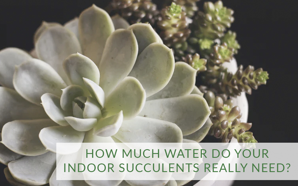 How Much Water do your Indoor Succulents Really Need?