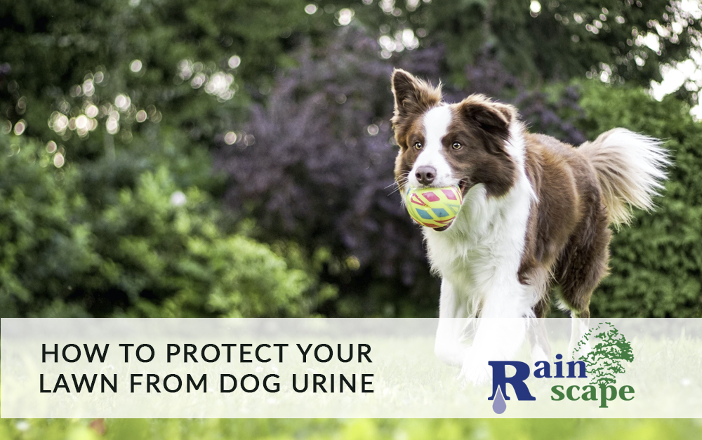 How to Protect your Lawn from Dog Urine