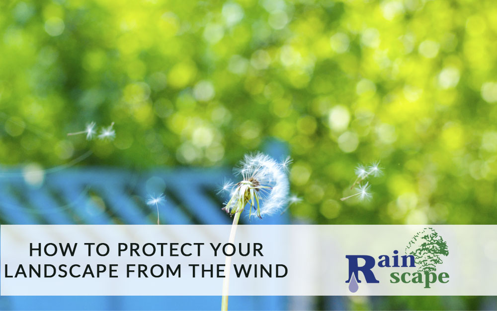 How to Protect your Landscape from the Wind