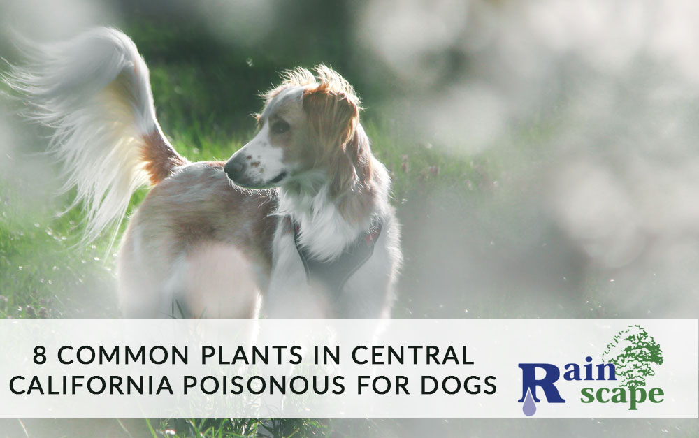 Poisonous for Dogs – 8 Common Plants in Central California To Watch Out For