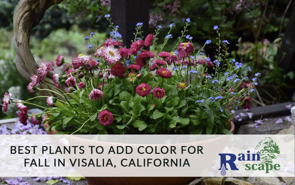 Best Plants to Add Color for Fall Landscaping in Visalia, California
