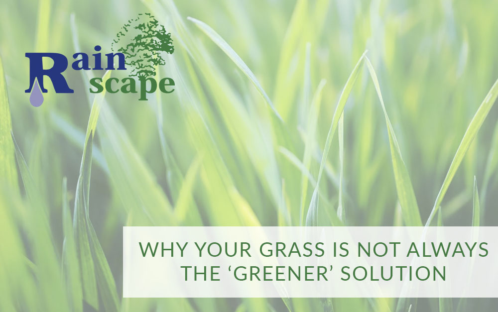 Why Your Grass is Not Always the ‘Greener’ Solution