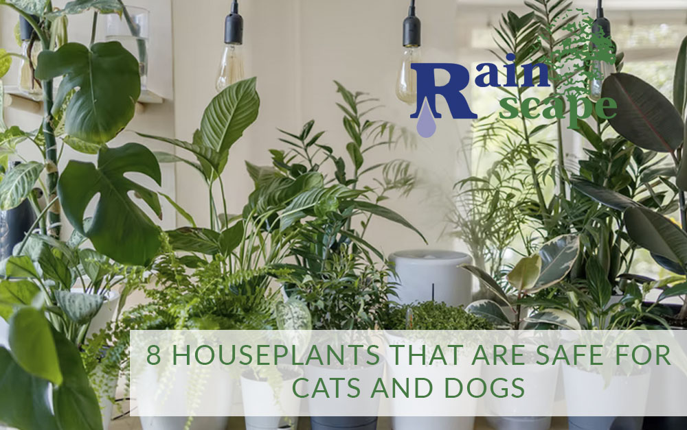 8 Houseplants that are Safe for Cats and Dogs