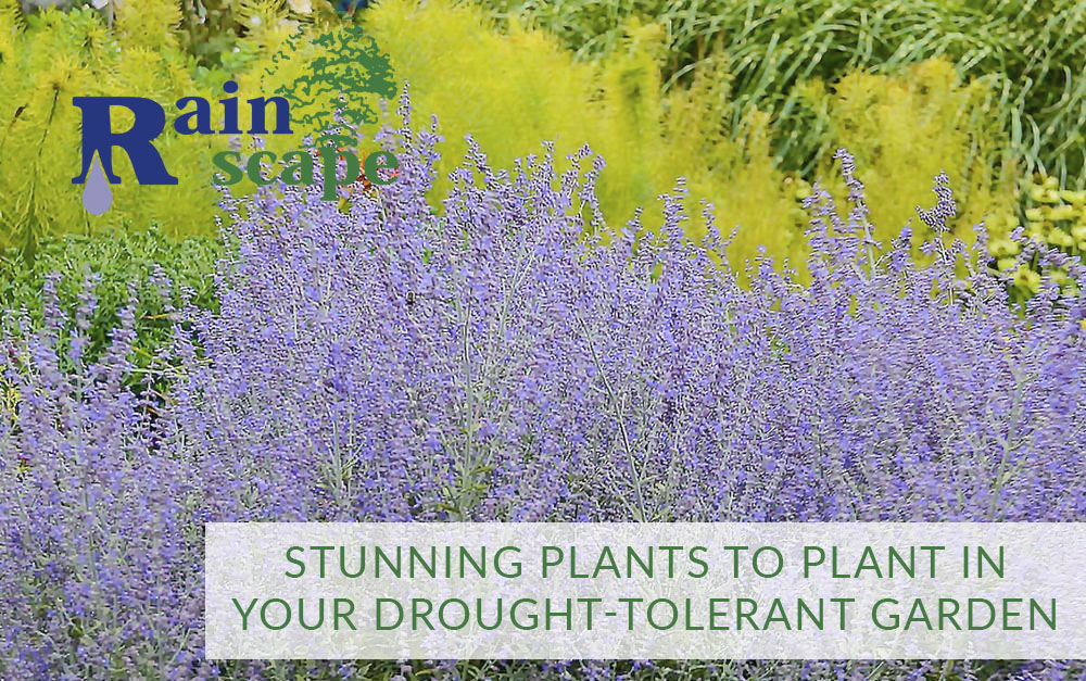 Stunning Plants to Plant in your Drought Tolerant Garden