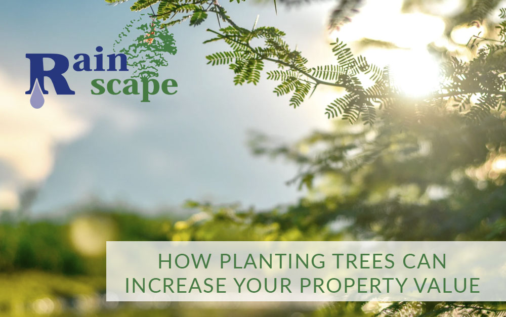 PLANTING TREES TO INCREASE YOUR PROPERTY VALUE | rAINSCAPE lANDSCAPE VISALIA
