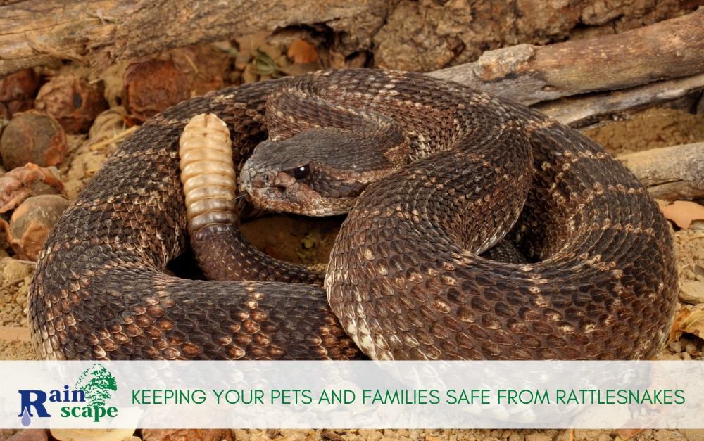 Keeping Your Pets and Families Safe from Rattlesnakes