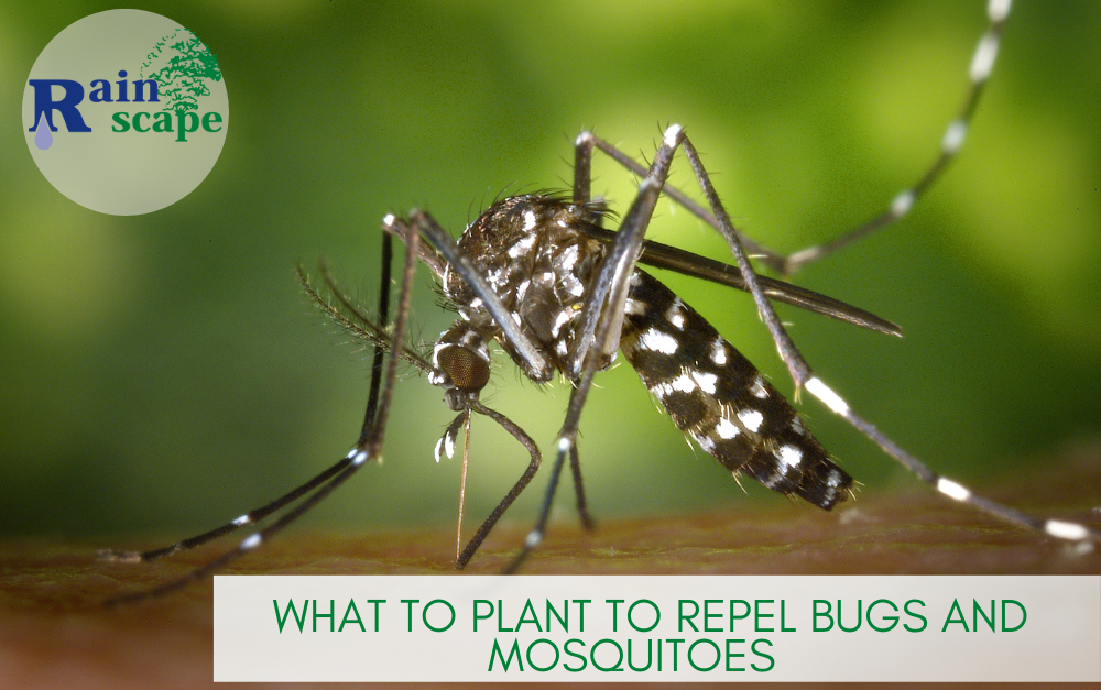 What to Plant to Repel Bugs and Mosquitoes