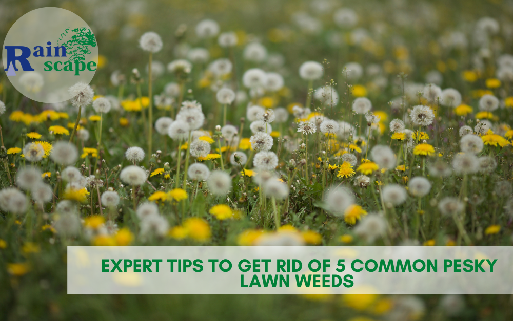 Expert Tips to Get Rid of 5 Common Pesky Lawn Weeds