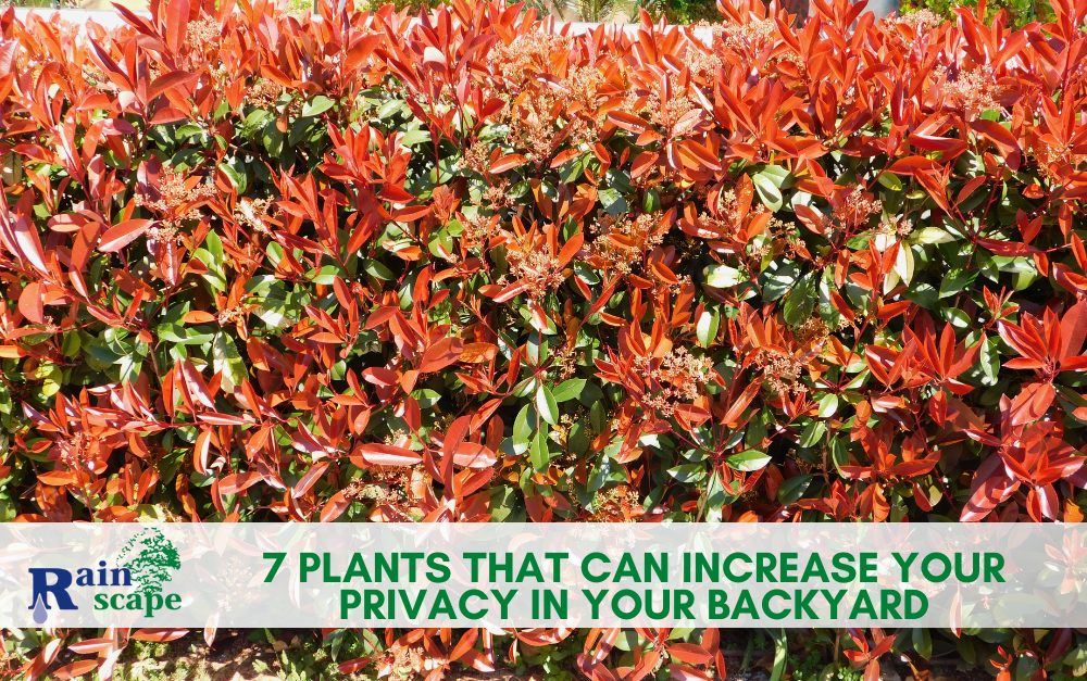 7 Plants that Can Increase your Privacy in Your Backyard