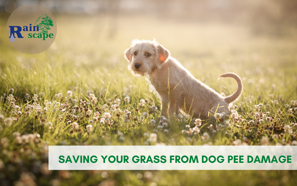 Saving Your Grass from Dog Pee Damage