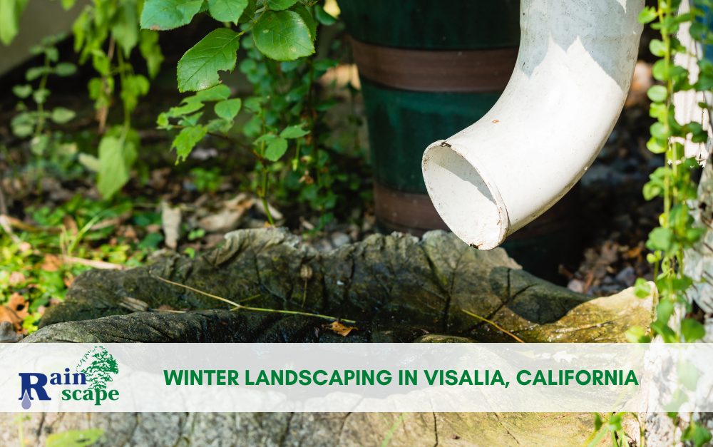 Winter Landscaping in Visalia, California