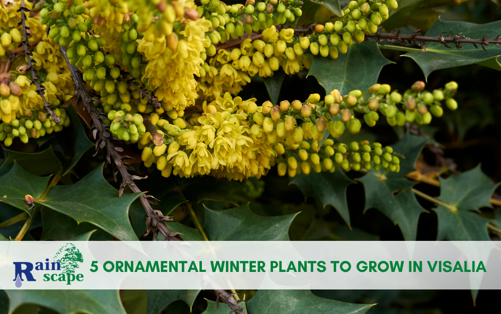 5 Ornamental Winter Plants to Grow in Visalia