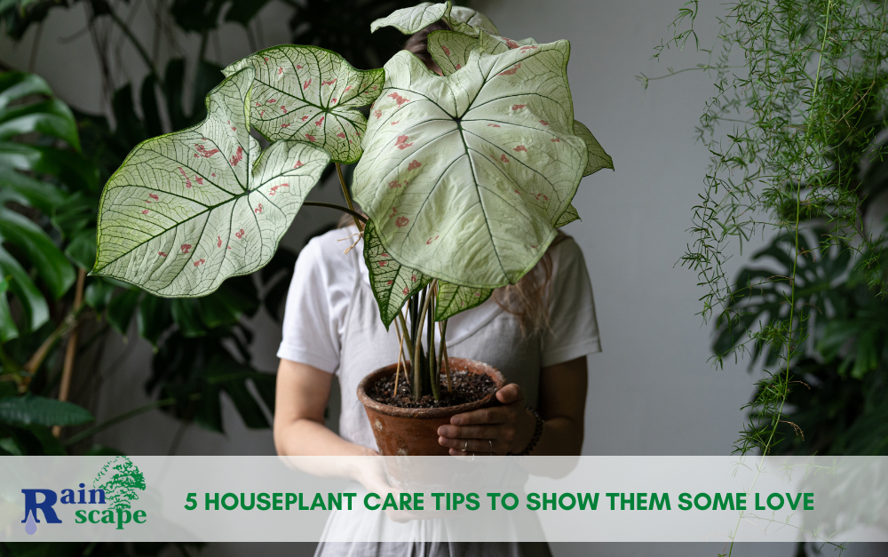 Houseplant Care Tips from Rainscape Landscapers in Visalia