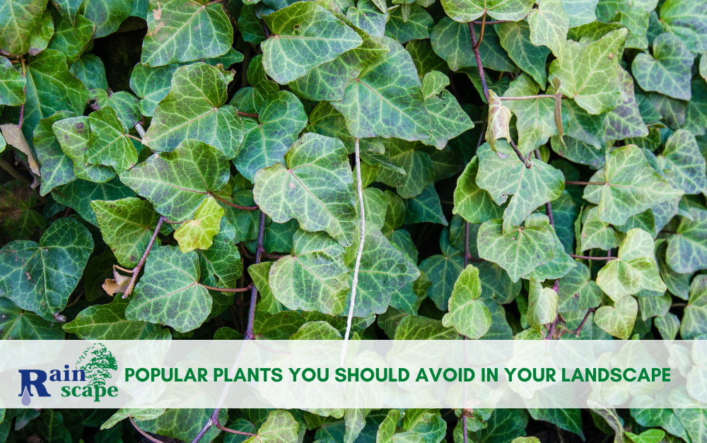 Popular Plants You Should Avoid in Your Landscape