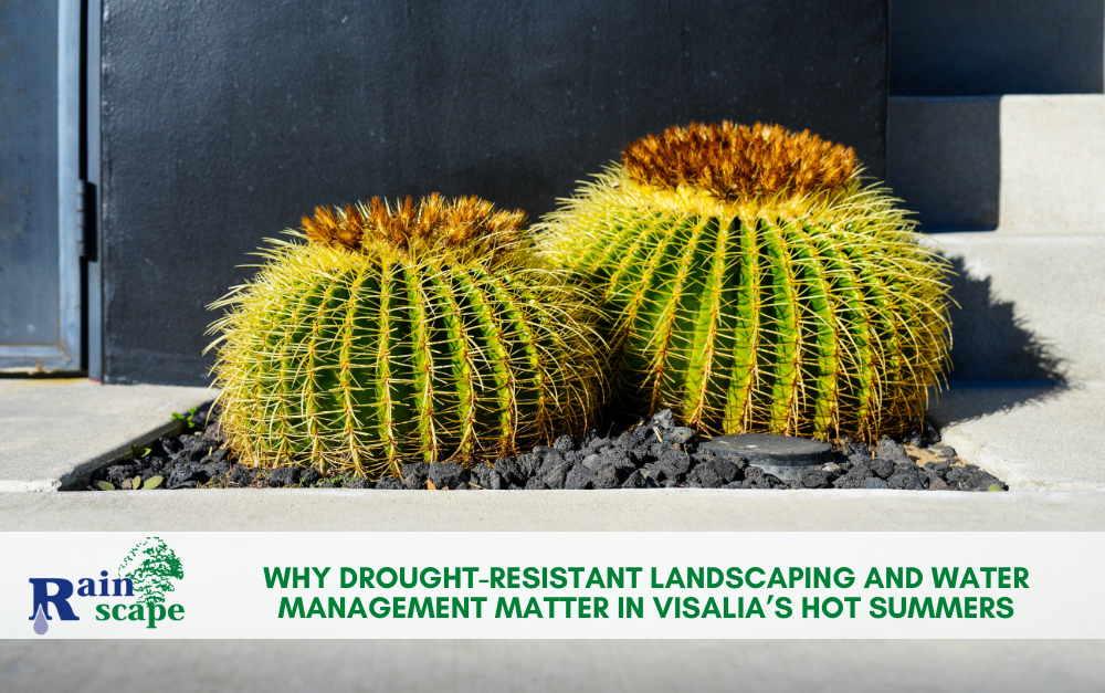 Why Drought-Resistant Landscaping and Water Management Matter in Visalia’s Hot Summers