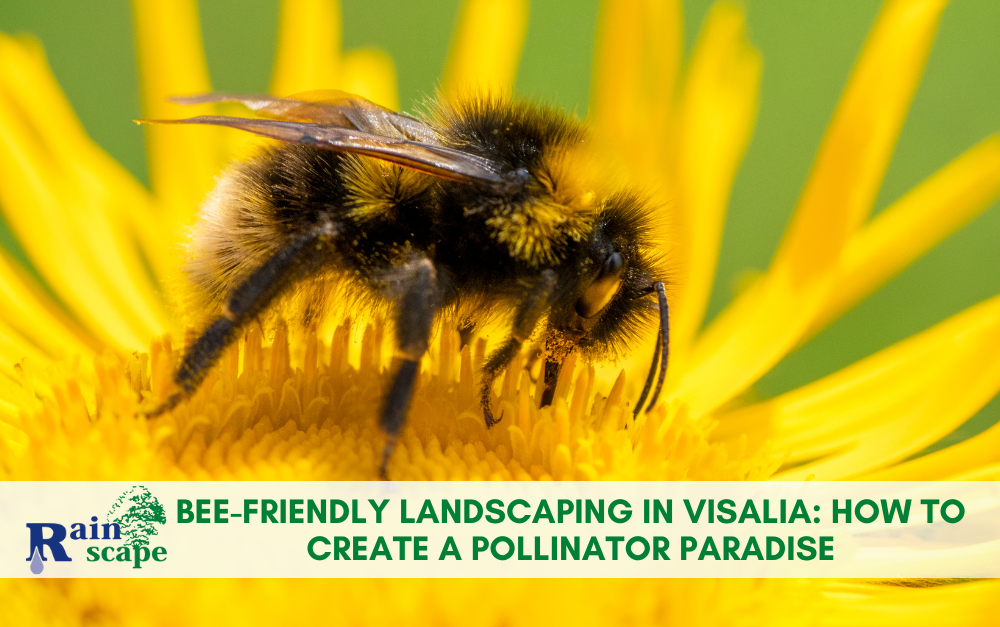Bee-Friendly Landscaping in Visalia: How to Create a Pollinator Paradise